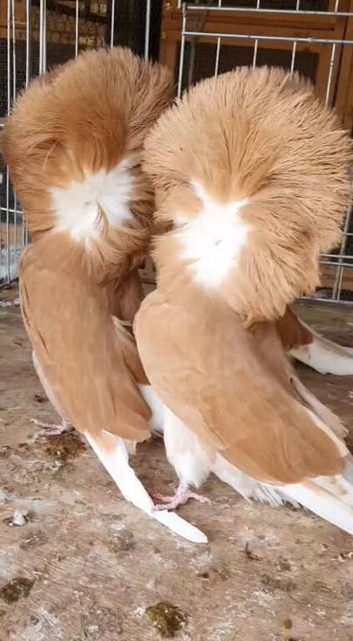 Bonded breeding Jacobin for sale