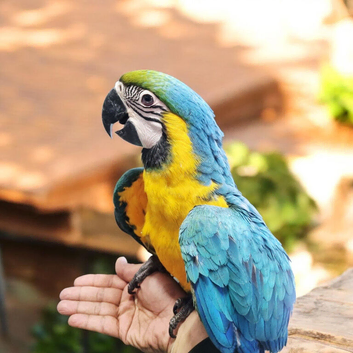 DNA sex female baby macaw