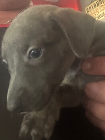 Beautiful blue brindle whippet pup