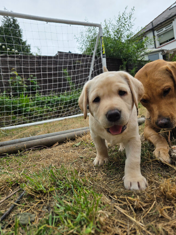 If Carlsberg made labs ️