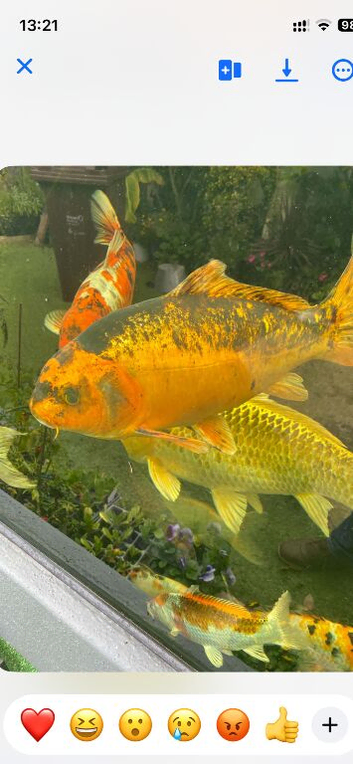 Koi carp