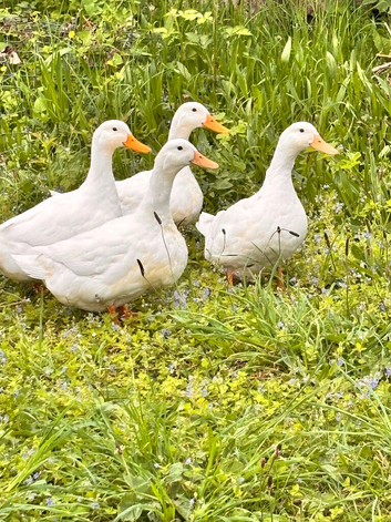 4 Female Cherry Valley Ducks with duck house