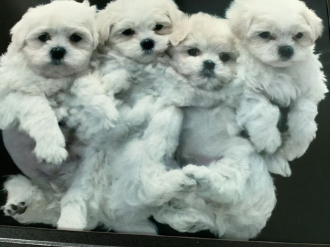 Thoroughbred male Maltese puppy for sale