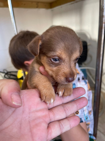 Miniature jack Russell's