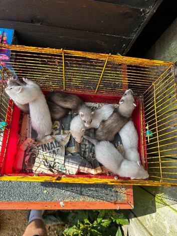 Ferret kits