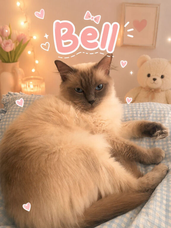Ragdoll