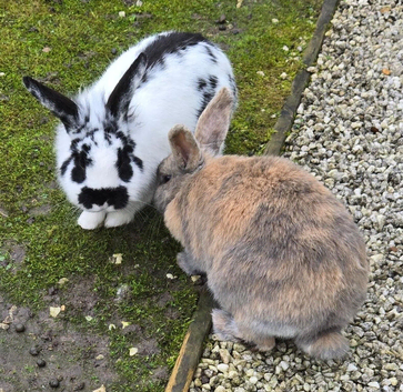 2 Netherland dwarfs