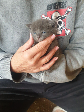 Russian blue kittens