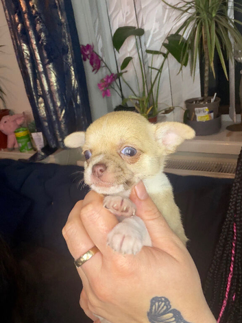 Short-Haired Chihuahua Puppies Available