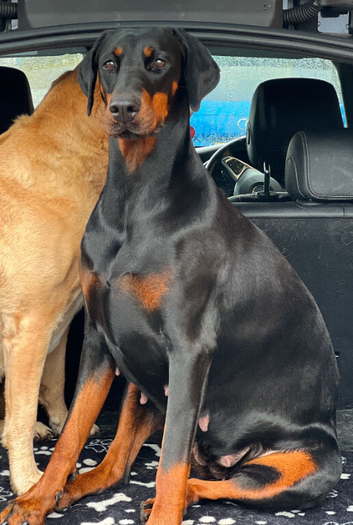 DOBERMAN PUPPIES FOR SALE- MUM FROM CEZARBLUE KENNELS