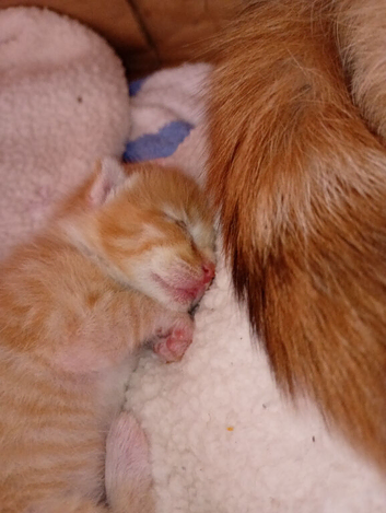 3 beautiful Calico x Tortiseshell kittens