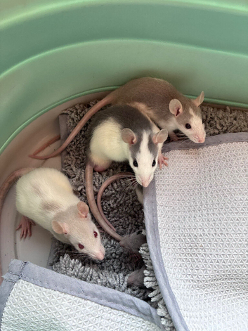 5 week old rats now available