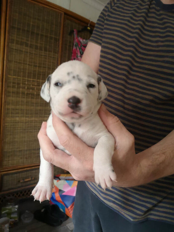 New litter of Dalmatian pups