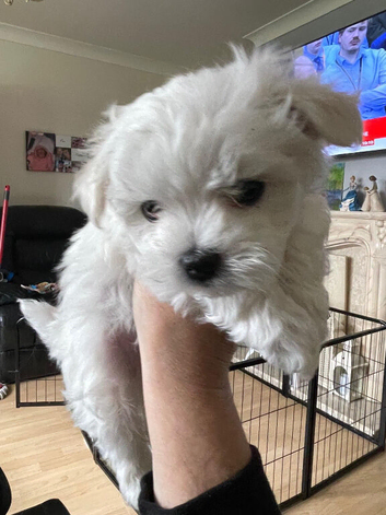 Last Maltese boy