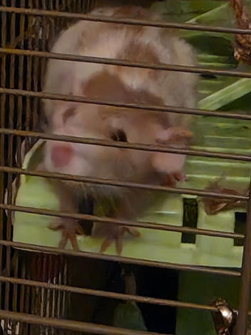 Pair of Female Dumbo Rats with large enclosure