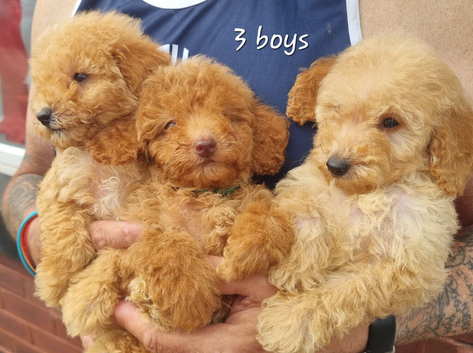 Stunning poodles
