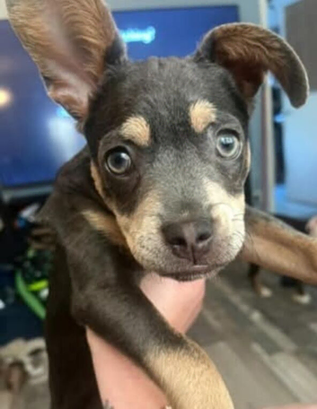 Bullhuahua Frenchie/ chihuahua