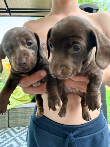 Miniature Dachshund puppies