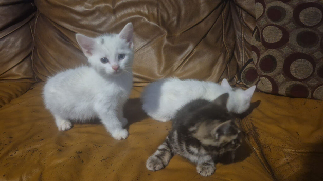 3 beautiful boys and 1 girl available