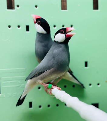 Java finch