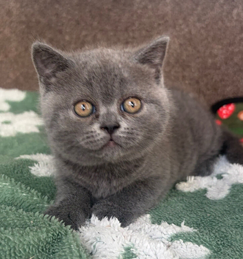 Stunning British short haired Blue Kittens last Male