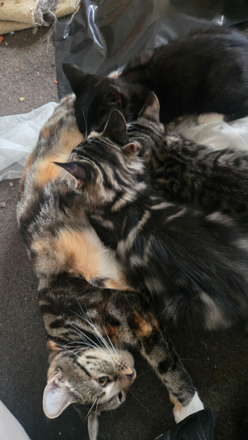 Beautiful kittens
