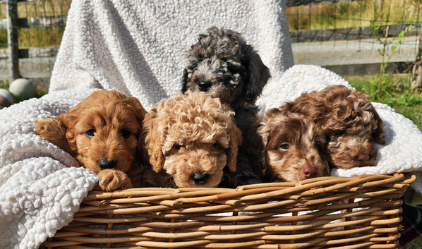 5 loving cockapoos