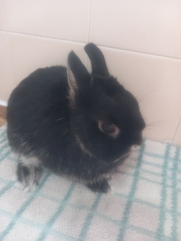 10 week old netherland dwarf rabbit