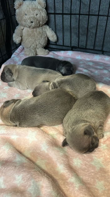 1 chunky boy available all others now reserved
