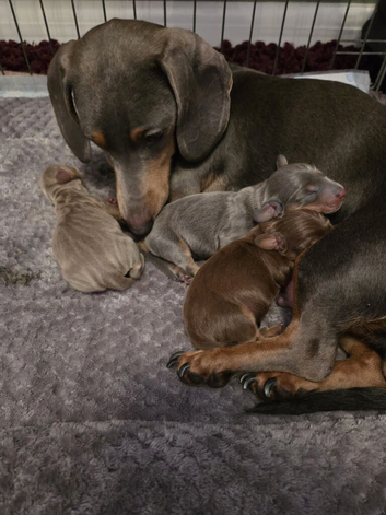 Dachsund puppies for sale