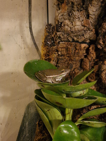 American green tree frogs