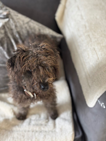 Yorkie poodle puppy