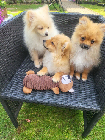 Pomeranian Puppies ready to go