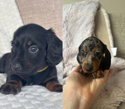 Long hair/short hair miniature dachshund