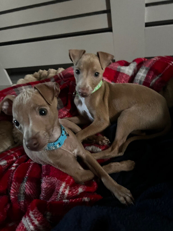 Italian greyhound