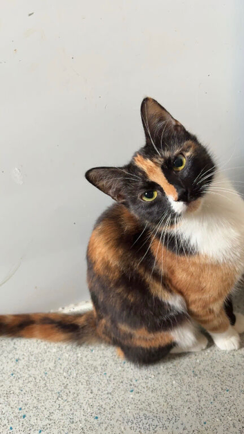 Gorgeous Calico Cat