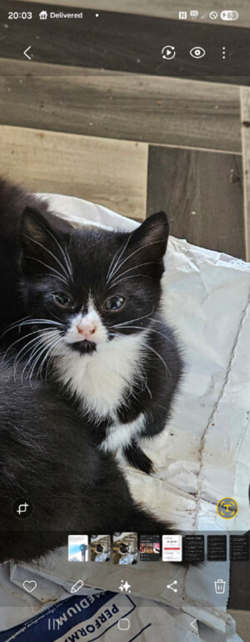 Adorable playablr  kitten 12 weeks