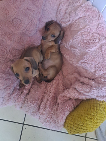 Miniature dachshund pra clear one girl