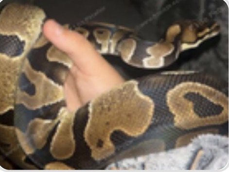 royal python