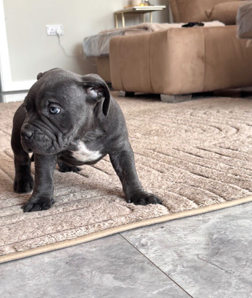 1 pocket Bullie Ready to leave today