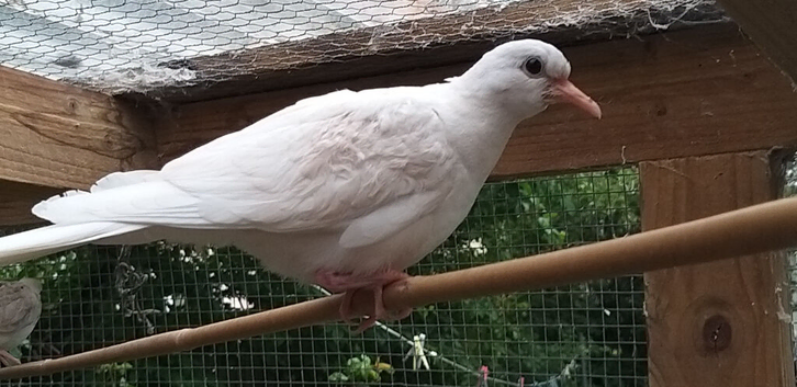 Barbary doves for sale