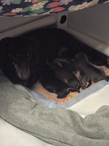 Kaninchen dachshund puppies, wire, smooth, pinwire