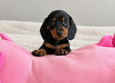 Miniature dachshund