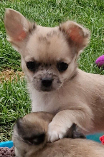 6 Beautiful 3/4 chihuahua 1/4 pomeranian puppies