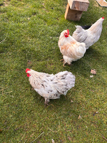 Pekin bantam cockerel