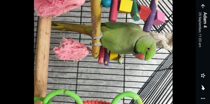 Pair indian ringneck parrot