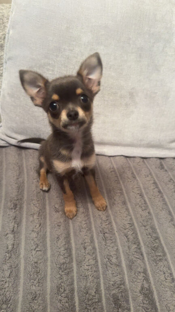 stunning tiny blue chihuahua READY to leave