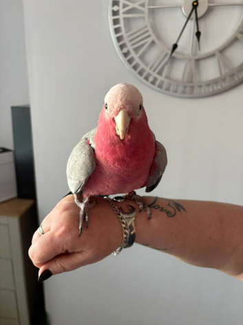Beautiful Galah