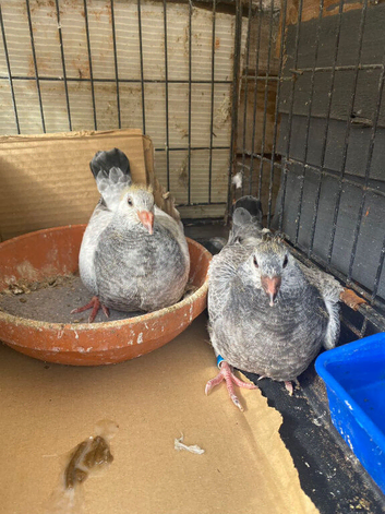 Baby pigeons for sale
