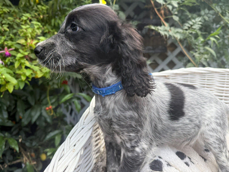 KC Registered Cocker Spaniels